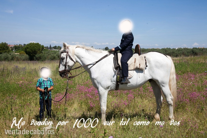caballo pre tordo in 