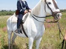 caballo pre tordo