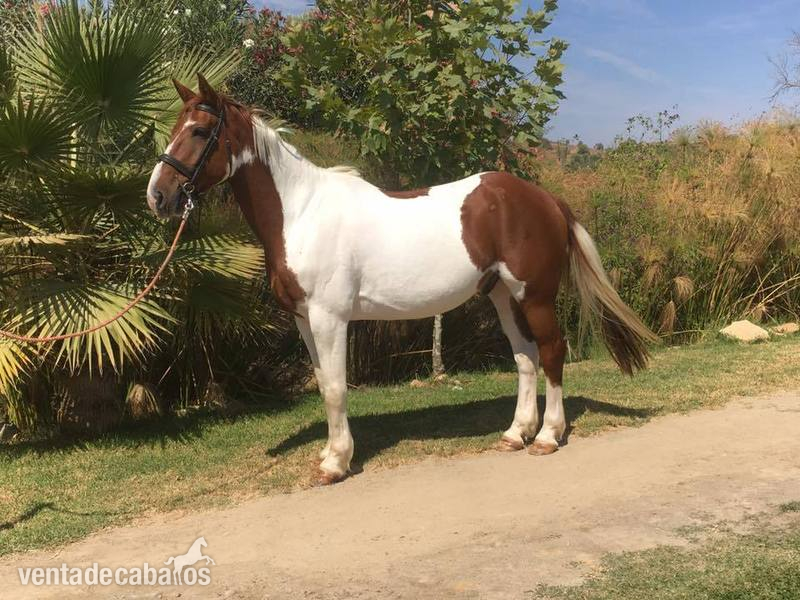 Irish Sport Horse