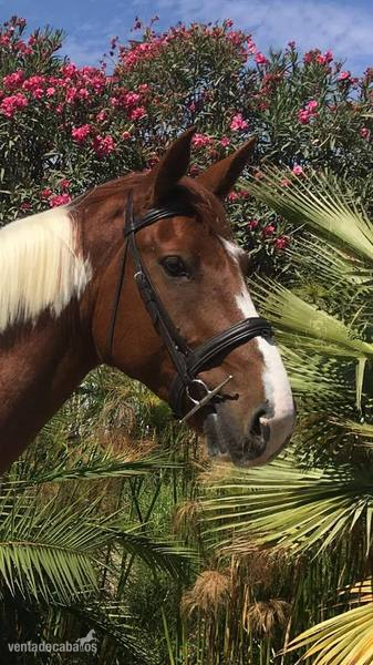 Irish Sport Horse {TYPE}