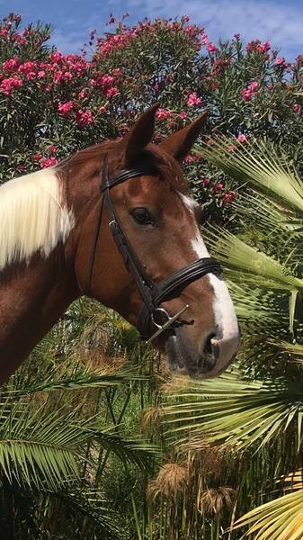 Irish Sport Horse {TYPE}