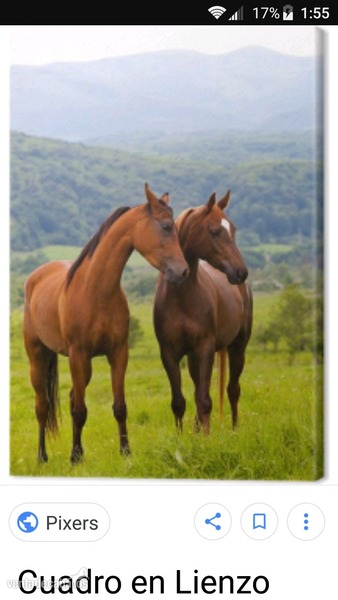 Busco que me regalen un caballo solo regalar in 