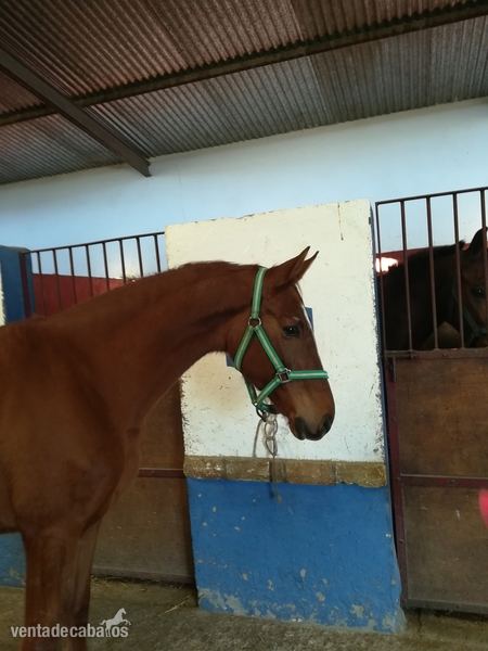 Caballo de Deporte Español (CDE)