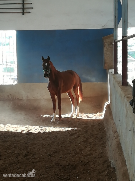 Caballo de Deporte Español (CDE) {TYPE}
