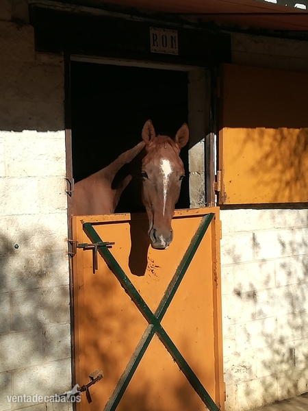 Caballos Capados Caballo de Deporte Español (CDE) - Magnifico Potro CDE