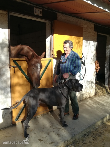Magnifico Potro CDE - Caballos Capados Caballo de Deporte Español (CDE)