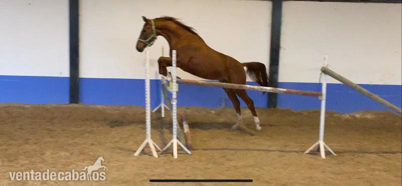 Magnifico Potro CDE - Caballo de Deporte Español (CDE)