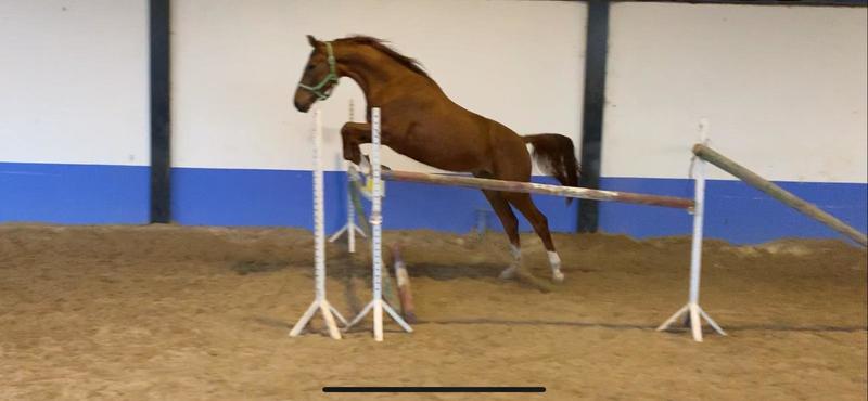 Magnifico Potro CDE - Caballo de Deporte Español (CDE)