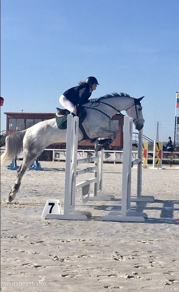 Venta de yegua de competición. Recorridos de salto de 1’10m 
