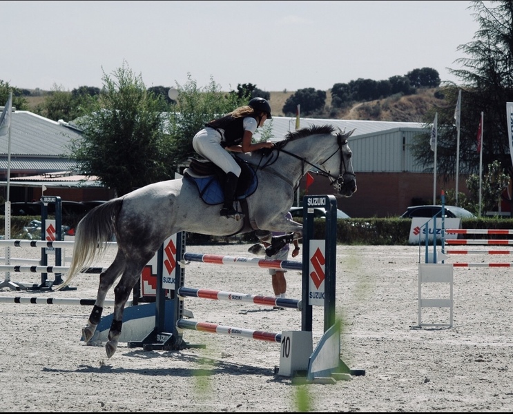 Mitad Hannoveriano y mitad Silla Francés {TYPE}