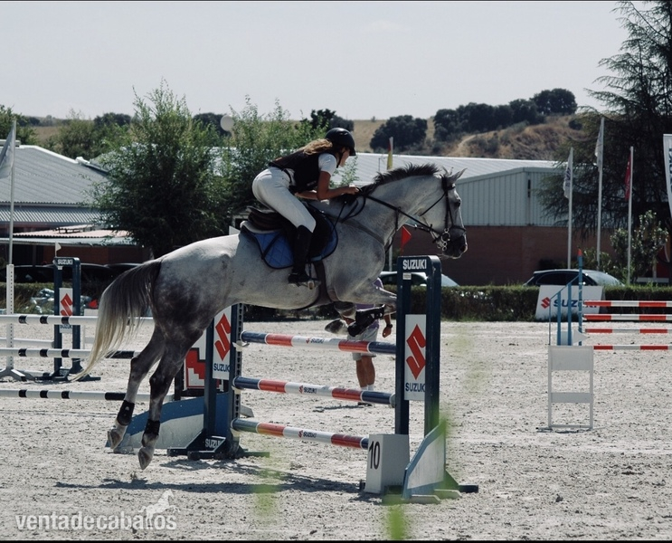Mitad Hannoveriano y mitad Silla Francés {TYPE}