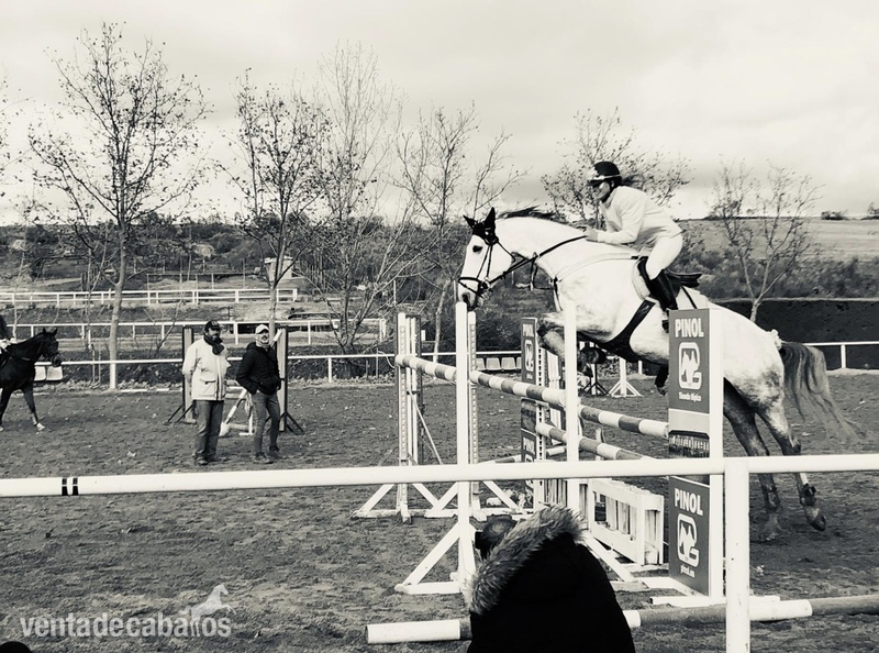 Yeguas Mitad Hannoveriano y mitad Silla Francés - Venta de yegua de competición. Recorridos de salto de 1’10m