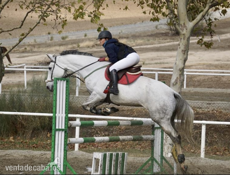 Venta de yegua de competición. Recorridos de salto de 1’10m