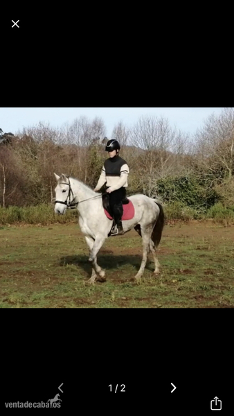 Se vende pony D in 