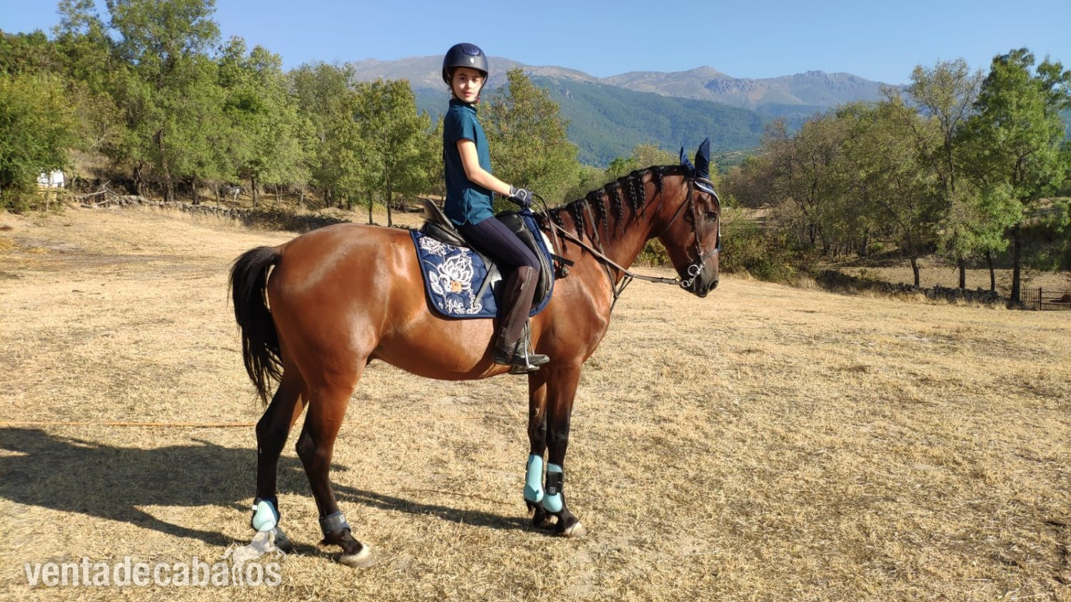 ¡Se vende espectacular caballo castaño Pura Raza Española! in 