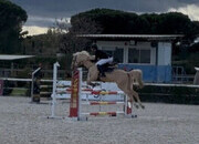Pony D 9 años compitiendo