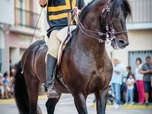 Venta pre castaño morcillo