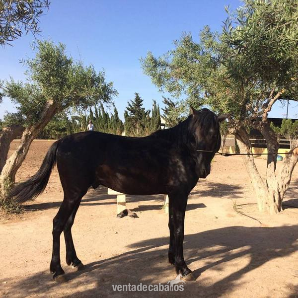 Caballos Pura Raza Española (P.R.E.) Pura Raza Española - PRECIOSO POTRO NEGRO DE 1 AÑOS