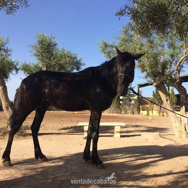 PRECIOSO POTRO NEGRO DE 1 AÑOS - Caballos Pura Raza Española (P.R.E.) Pura Raza Española