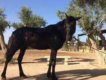 PRECIOSO POTRO NEGRO DE 1 AÑOS