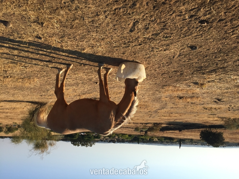 Se vende yegua perla in 