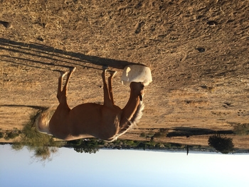 Se vende yegua perla