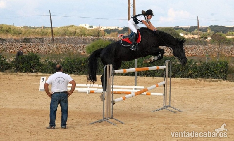 Vendo silla francés salto de obstaculos in 