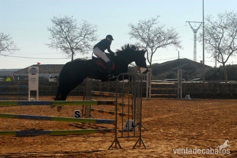 Caballos Capados Silla francés - Vendo silla francés salto de obstaculos