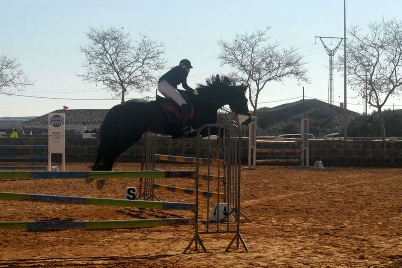 Caballos Capados Silla francés - Vendo silla francés salto de obstaculos