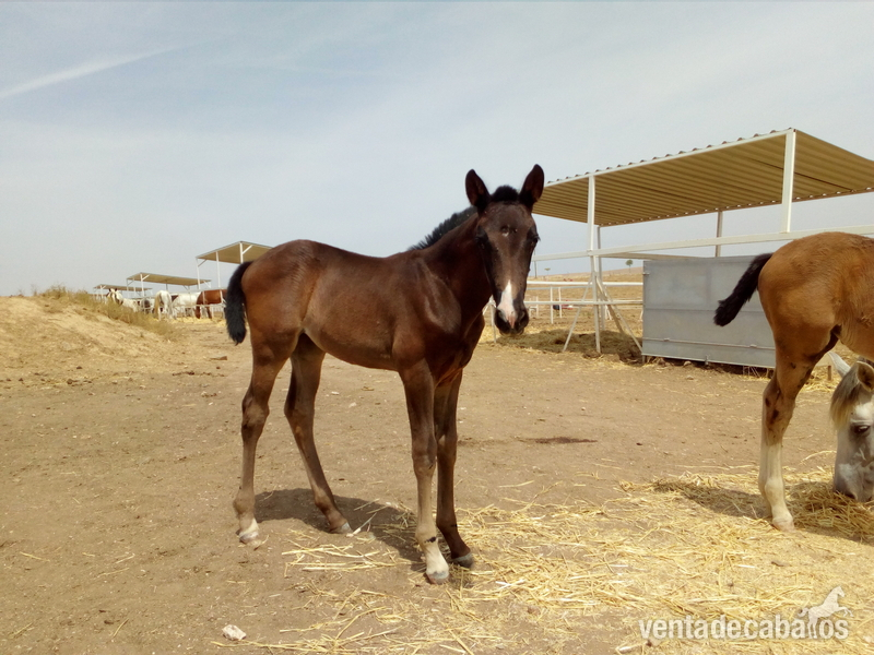 Potras Caballo de Deporte Español (CDE) - Potra hija de Rocky Balboa