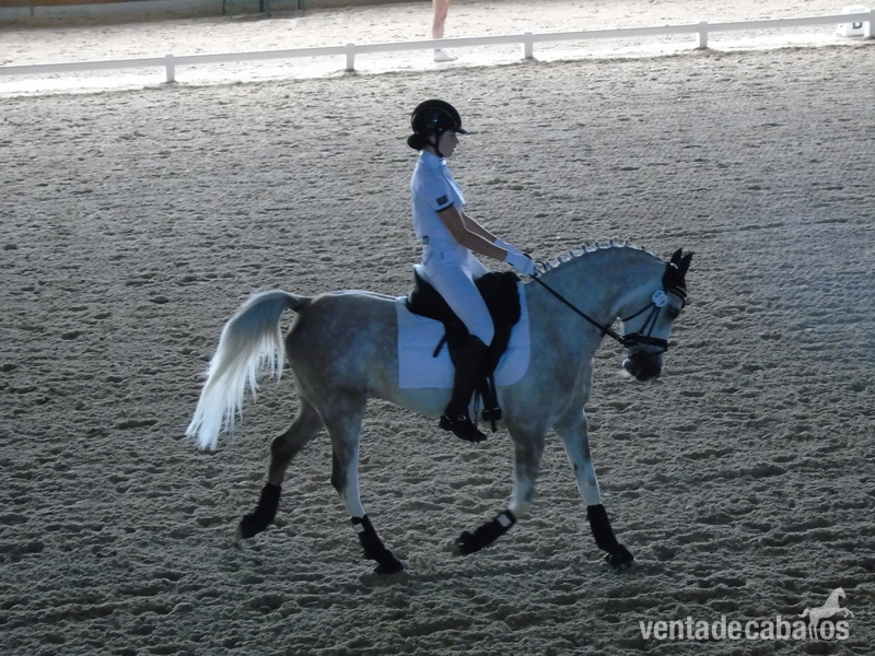 Ponis Pony Club Media sangre árabe - Se vende PONI D (doma clásica)