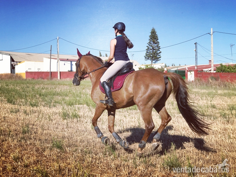 SE VENDE CABALLO CENTROEUROPEO in 