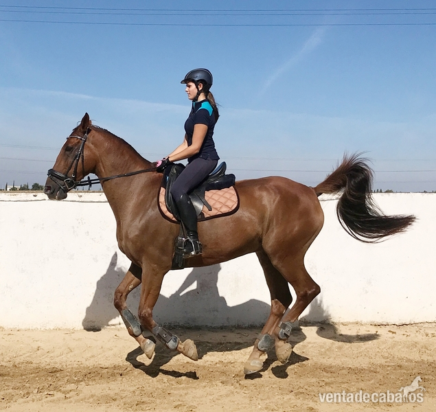 Caballos Capados Cob Galés - SE VENDE CABALLO CENTROEUROPEO
