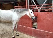 Se vende Yegua Torda Cruzada