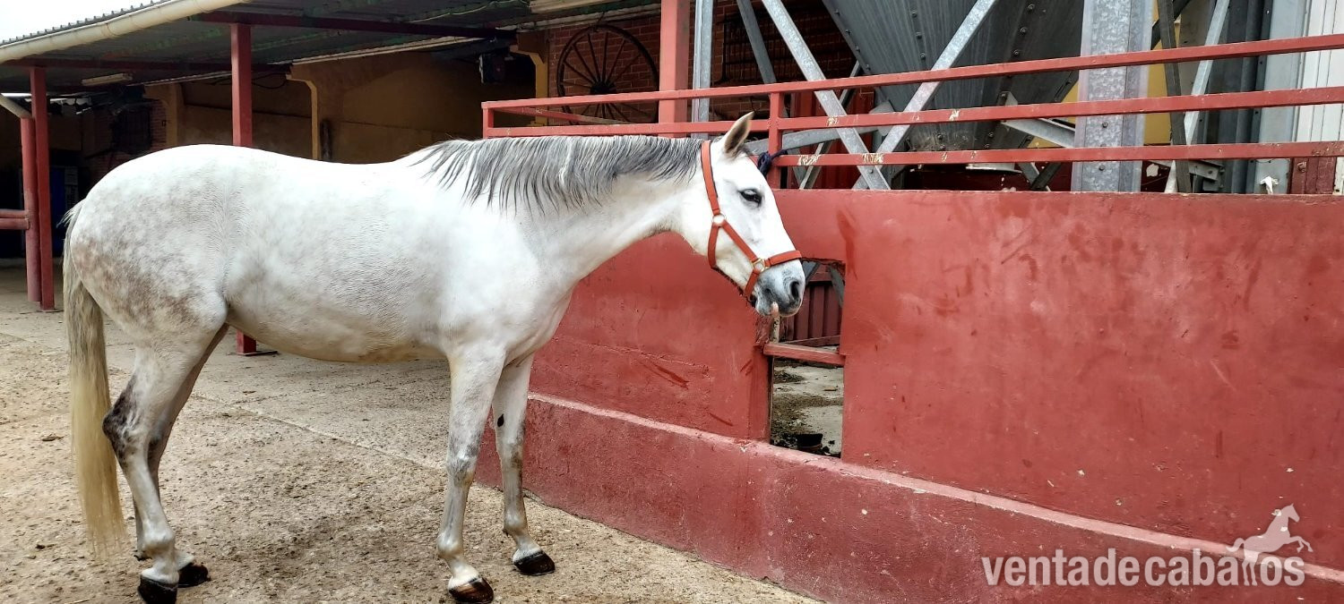 Se vende Yegua Torda Cruzada in 