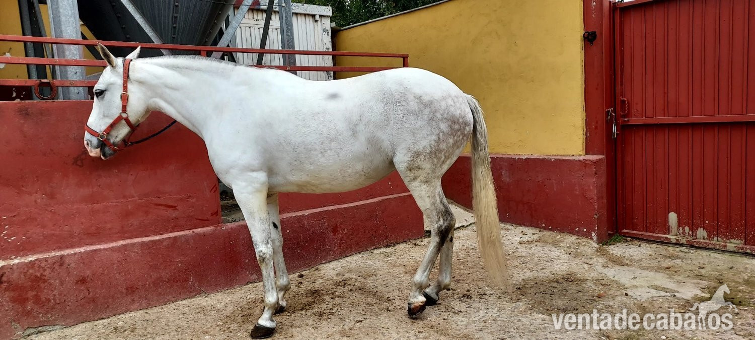 Yeguas EMPTY - Se vende Yegua Torda Cruzada