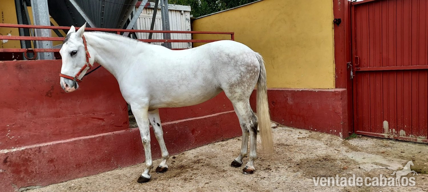 Se vende Yegua Torda Cruzada - Yeguas
