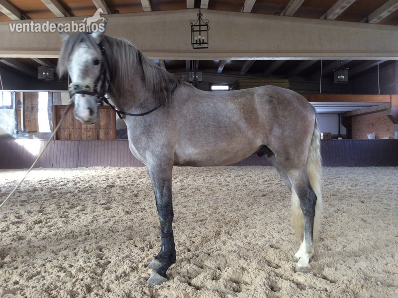 Lusitano