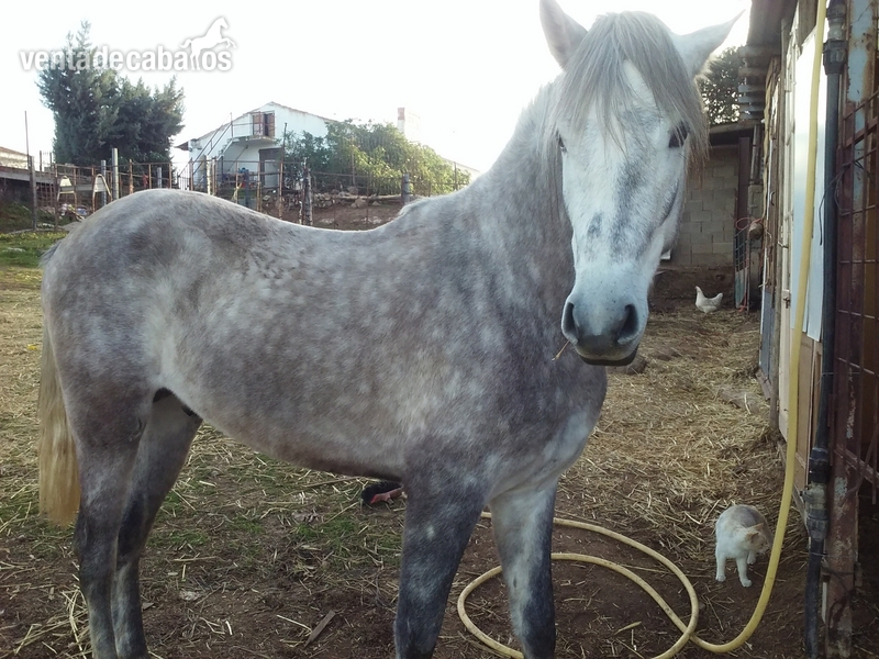 Hispano-Arabe