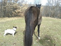 Caballo PRE 600 urge venta