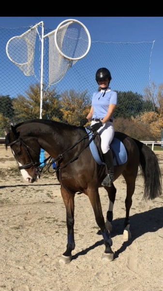 Caballo de Deporte Español (CDE)