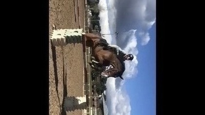 Caballo CDE de salto - Caballos Capados