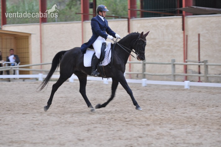 Caballo Centro Europeo  in 
