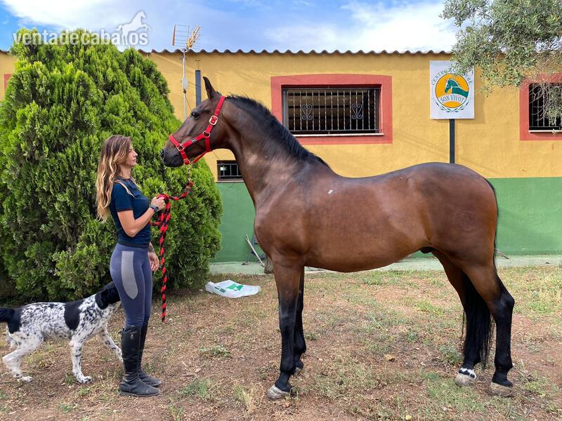 CABALLO DE DOMA PRE CASTAÑO in 