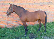 CABALLO HISPANO ÁRABE