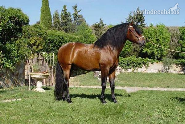 Hilio de Lirio in 