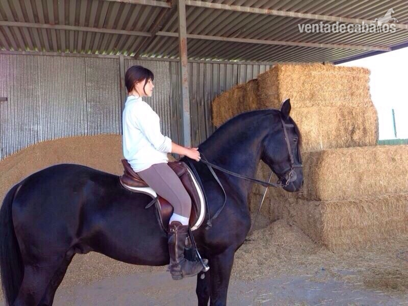 Caballo PRE muy domado in 