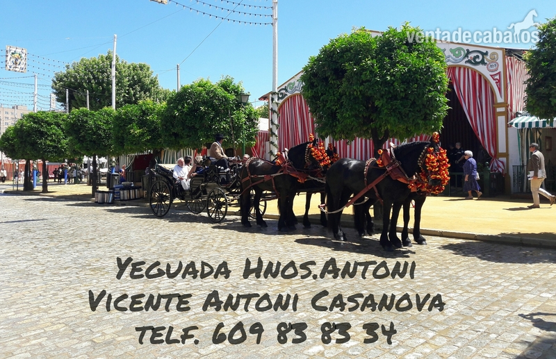 Alquiler de carruaje de frisonas para eventos in 