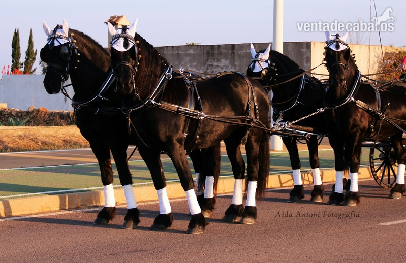 Caballos Pura Raza Española (P.R.E.) Frisón - Alquiler de carruaje de frisonas para eventos