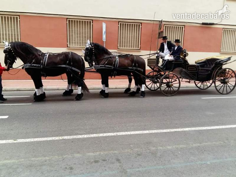 Alquiler de carruaje de frisonas para eventos - Caballos Pura Raza Española (P.R.E.) Frisón